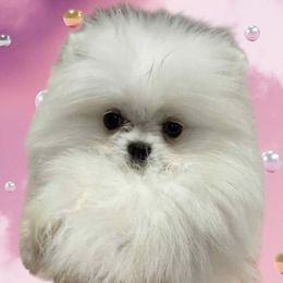 Pomeranian puppies from Biewer Puppies USA