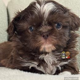 Waffles - Chocolate male Shih Tzu puppy in Walkertown, North Carolina from Lil’ Bit’s Shih Tzu