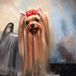 Bonnie  - Yorkshire Terrier