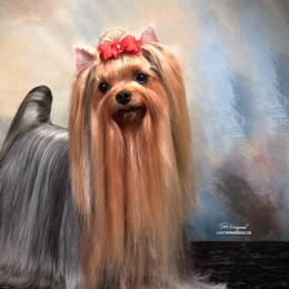 Bonnie  - Yorkshire Terrier
