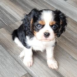 Gallant - Tri-color male Cavalier King Charles Spaniel puppy in Jones Crossroads, South Carolina from Renaissance Rose Cavaliers