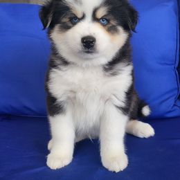 Pomsky Puppies from Shoreline Pomskies