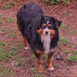 Toy Australian Shepherds from Herddogies