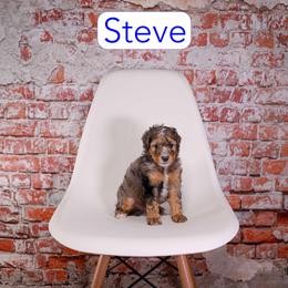 Steve - Blue merle male Bernedoodle puppy in Calhoun, Georgia from Happy Top Doodles