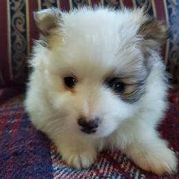 Companion Cross, Pomeranian, and Sheepadoodle Puppies from Fluffy Wonders Poms and Doodles