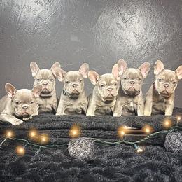 French Bulldog puppies from Heaven Lee French Bulldogs