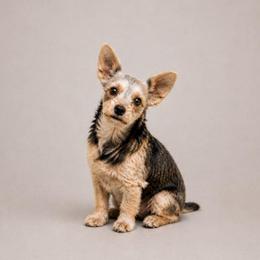 Lali - Yorkshire Terrier