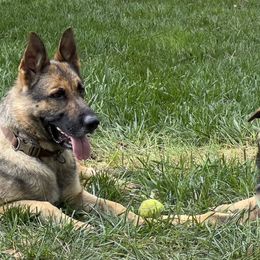 German Shepherd Puppies from StoneWall