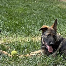 German Shepherd Puppies from StoneWall