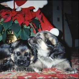 German Shepherd Puppies from Anne Isle German Shepherds