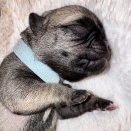 Pug puppies from Sweet Potato Pugs