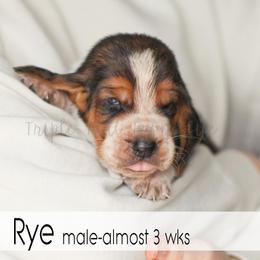 Rye - Black white and brown male Basset Hound puppy in Jefferson City, Missouri from Triple Hill Farm