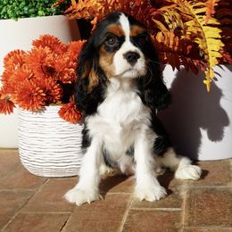 Crista - Tri-color female Cavalier King Charles Spaniel puppy in Lula, Georgia from Cavaliers by Crumley