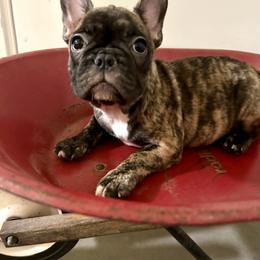 French Bulldog Puppies from Dreamabuls French Bulldogs