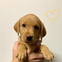 Yellow - Yellow female Labrador Retriever puppy in Newaygo, Michigan from Royal Oak Gundogs