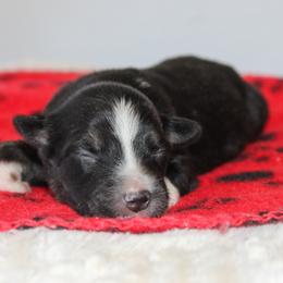 Duke - Black tri-color male Australian Shepherd puppy in Crane, Missouri from Westrip Angus & Aussies