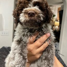 Lagotto Romagnolo Puppies from Agapē Lagotto Romagnolo