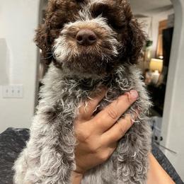 Lagotto Romagnolo Puppies from Agapē Lagotto Romagnolo