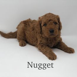 Goldendoodles from Beloved Texas Doodles