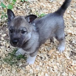 German Shepherd and Siberian Husky Puppies from Sstar