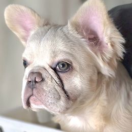 Maggie - Cream female French Bulldog puppy in Gasport, New York from Belleau Wood French Bulldog Manor & Folsom's House of Blues