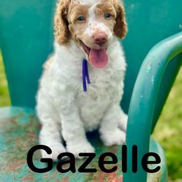 Gazelle - Apricot female Poodle puppy in Ardmore, Oklahoma from The Poodles of Green Acres