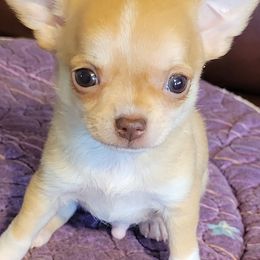 Chihuahuas from Bono's  Chihuahuas LLC
