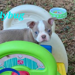 Ladybug - Lilac female Boston Terrier puppy in Griffin, Georgia from Celtic Performance Bostons