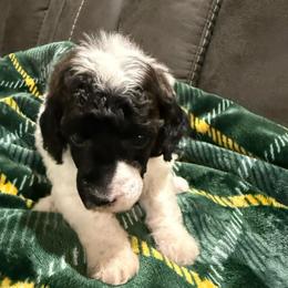 Toad - Phantom male Poodle puppy in Huntsville, Alabama from Flint River Poodles