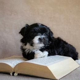 Shih Tzu Puppies from Nelly Kolomiyets