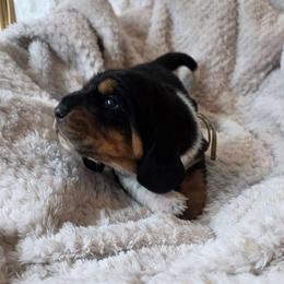 Humble - Black brown and white male Basset Hound puppy in Big Rapids, Michigan from Basket Hound Bassets