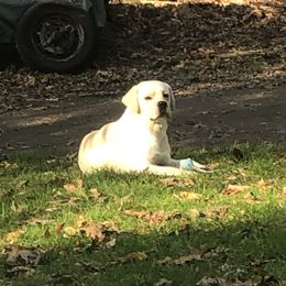 Labrador Retrievers and Olde English Bulldogges from Cold spring Labradors