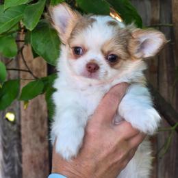 Chance 5800 - Fawn and white male Chihuahua puppy in Citrus Heights, California from Golden State Chihuahuas