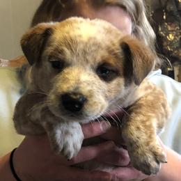 L62-01 - Red speckled male Australian Cattle Dog puppy in Sheridan, Oregon from 6pk Cattledogs