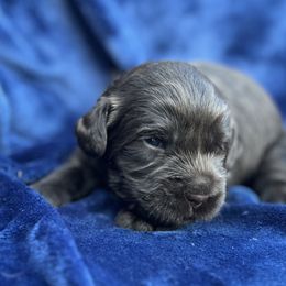 Chocolate Boy - Chocolate male Australian Labradoodle puppy in Hartshorne, Oklahoma from Jena Edmond