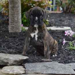 Boxer Puppies from Euro Boxx Boxers