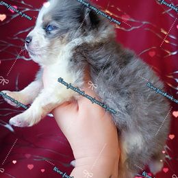 Boy 2 - Blue merle male Pomeranian puppy in Albany, Oregon from Purrs N Poms