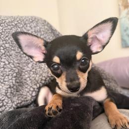 Joffrey - Black sabled fawn male Chihuahua puppy in Washington, Washington, D.C. from VIP Chihuahuas