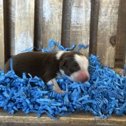 RTM3 - Red tri male Miniature Australian Shepherd puppy in Lexington, Nebraska from Osborne's Aussies