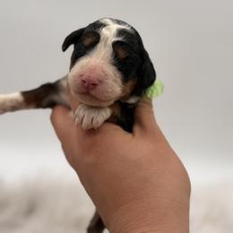 Swamp Head - Tri-color male Bernedoodle puppy in Ocala, Florida from Bernedoodles of Florida