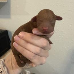 Blue - Red  male Poodle puppy in Poth, Texas from Casa de Curls