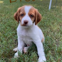Brown Boy - Orange and white male Brittany puppy in Milner, Georgia from Hi-Hope Kennel