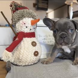 Evie - Liver female French Bulldog puppy in Warm Springs, Arkansas from Seven Hills Arkansas