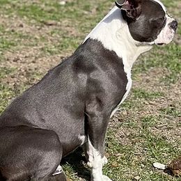 Boston Terriers from Crazy HART Boston Terriers