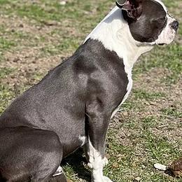 Boston Terriers from Crazy HART Boston Terriers