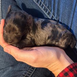 Spud - Merle male Cavapoo puppy in Battle Lake, Minnesota from Panda Puppies