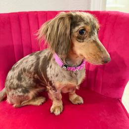 Muffin - Dachshund