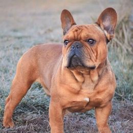French Bulldogs from AM FRENCHIES