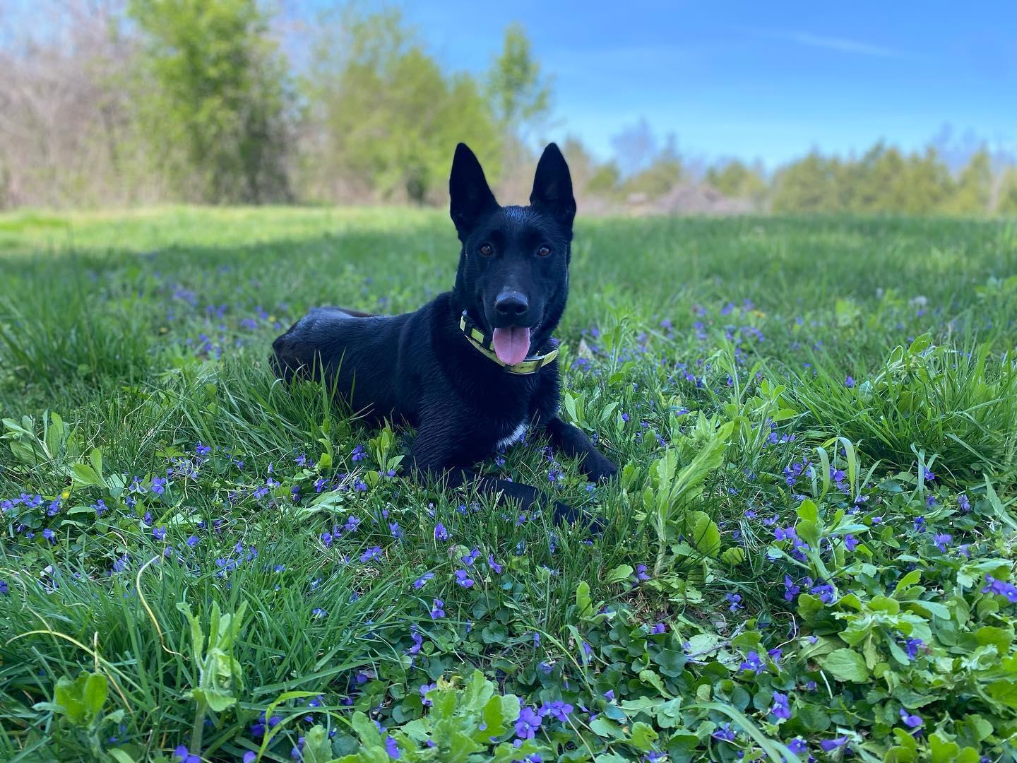 Awldlog Blog Lawdog K9 in Tennessee | Belgian Malinois and German Shorthaired ...