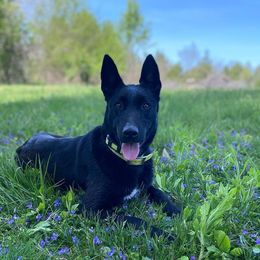 Belgian Malinois and German Shorthaired Pointers from Lapdog GSP